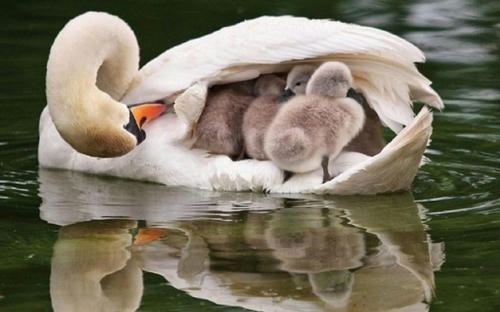 swan-boat.jpg