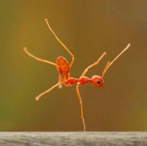 the-ant-of-balance-champion.jpg