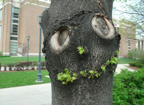 happy-tree.jpg