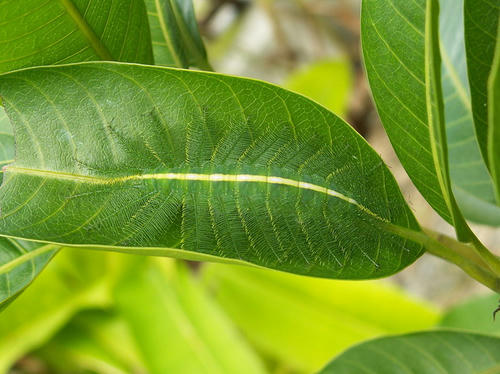 camouflaged-caterpillar.jpg