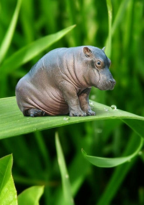 tenori-hippo.jpg