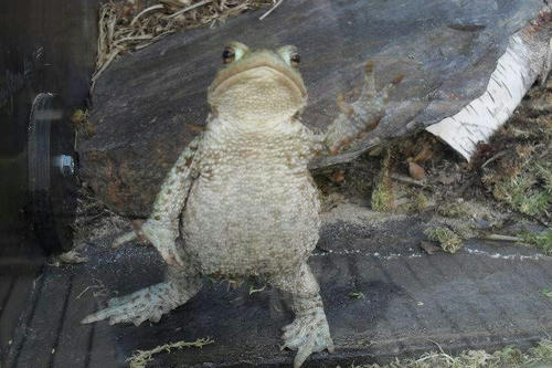 waving-toad.jpg