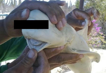 cyclops-shark-mesen.jpg
