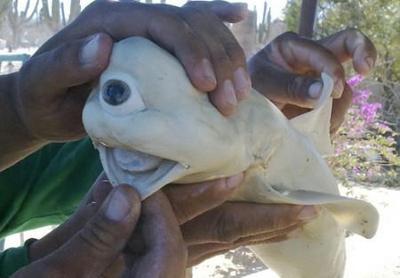 cyclops-shark-1.jpg
