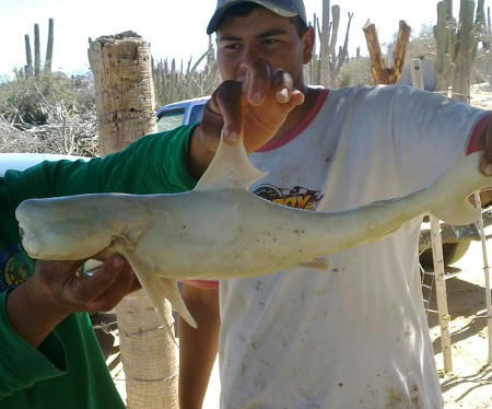cyclops-shark-2.jpg