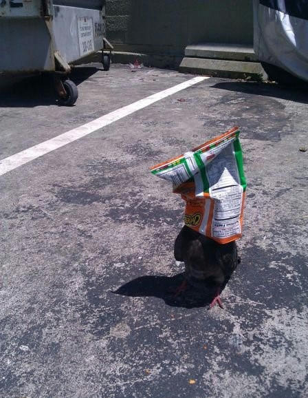 mask-pigeon.jpg