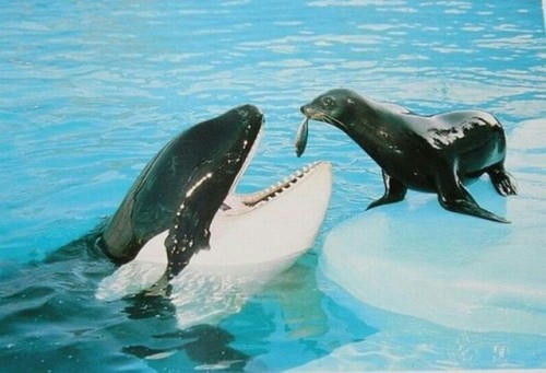feeding-orca.jpg