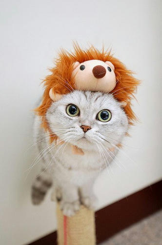lion-kaburimono-cat.jpg