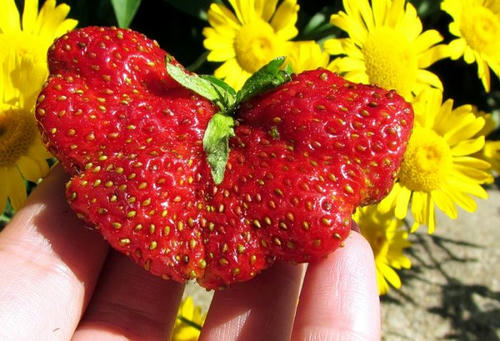 butterfly-strawberry.jpg