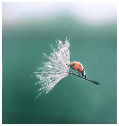 a-flying-ladybug.jpg