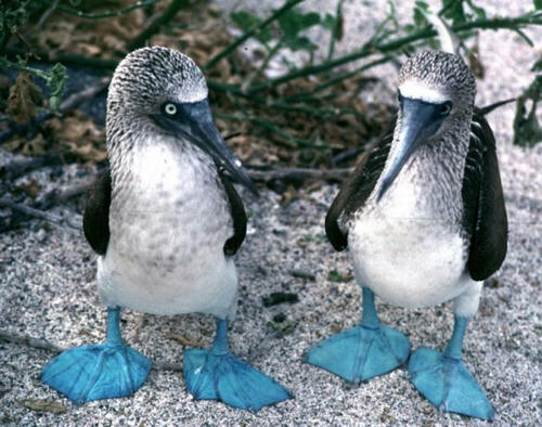 BLUE-FOOTED-BOOBY.jpg