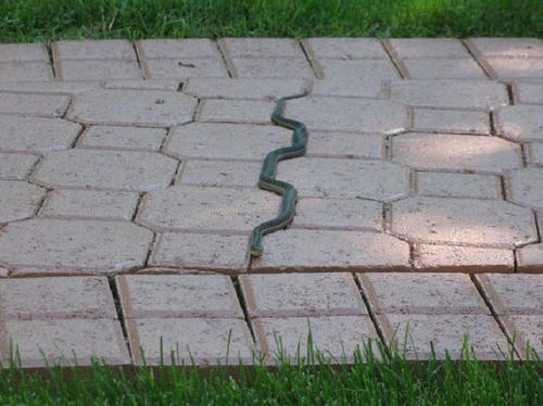 richigi-snake.jpg