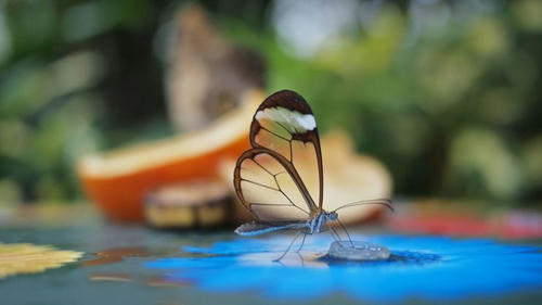skelton-butterfly.jpg