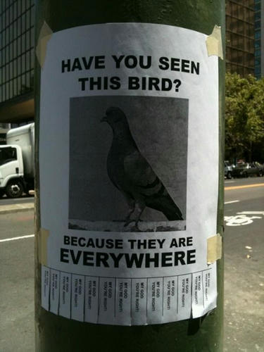 Have-you-seen-this-bird.jpg
