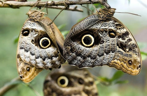 maybe-an-owl.jpg