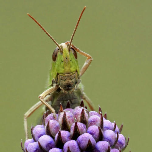 confused-grasshopper.jpg