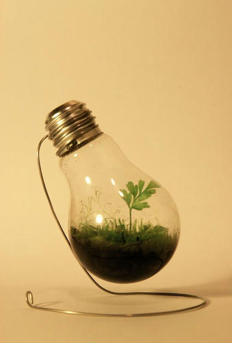 plants-in-a-bulb.jpg