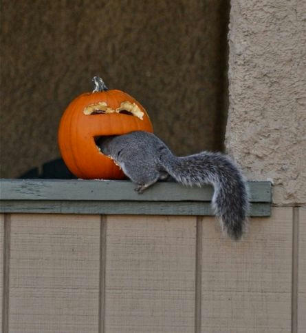 a-pumpkin-is-eating-a-squirrel.jpg