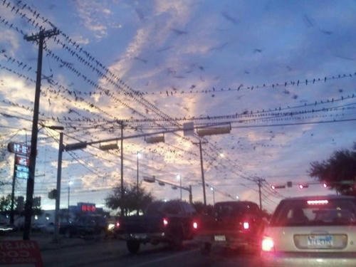 birds-on-wires.jpg
