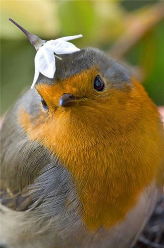 a-bird-wearing-a-hat.jpg