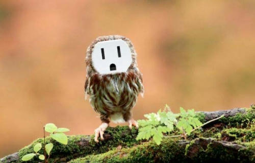 plug-owl.jpg