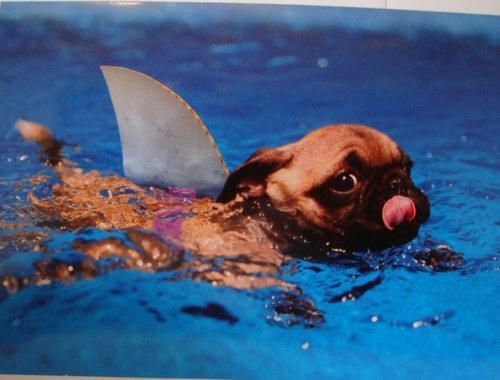 pugshark.jpg