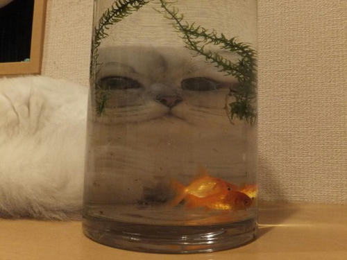 a-cat-aiming-a-goldfish.jpg