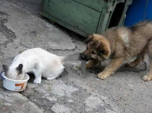 the-food-chain.jpg
