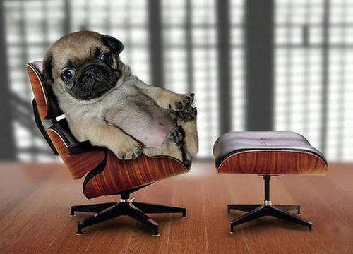 pug-knows-what-you-have-done.jpg