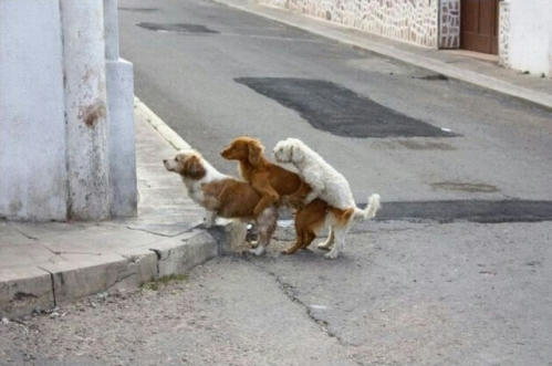 threesome-dogs.jpg