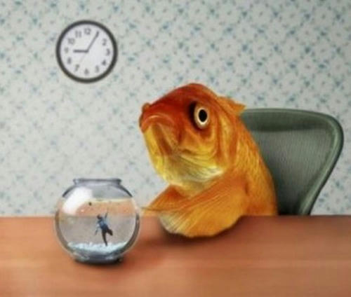 goldfish-revenge.jpg