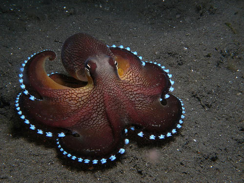LED-tako.jpg