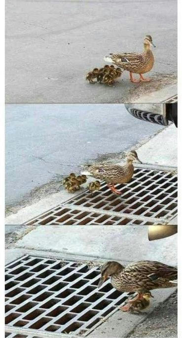 ducks-were-saved-1.jpg