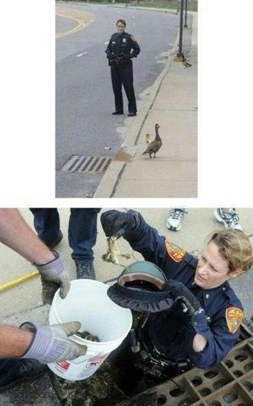 ducks-were-saved-2.jpg