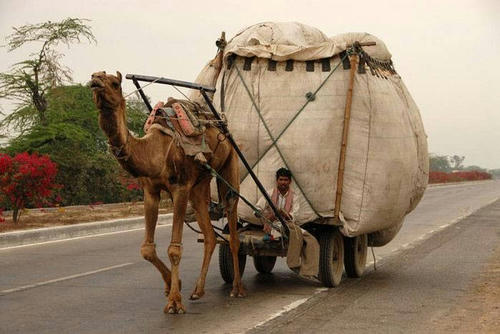 a-heavy-camel-buggy.jpg