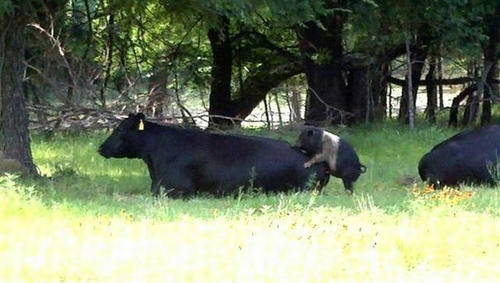 beef-and-pork.jpg