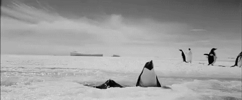 Cool-Penguins.gif