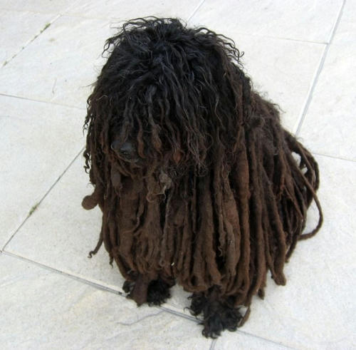 kuro-mop-kun.jpg