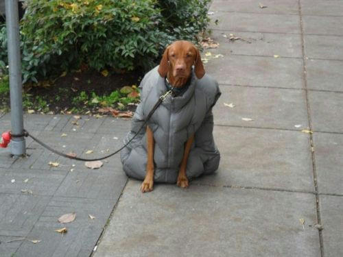 a-cold-protection-suit-for-a-dog.jpg