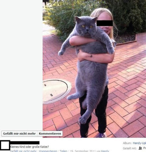 a-XL-cat.jpg