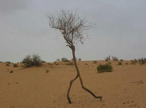 the-walking-tree.jpg
