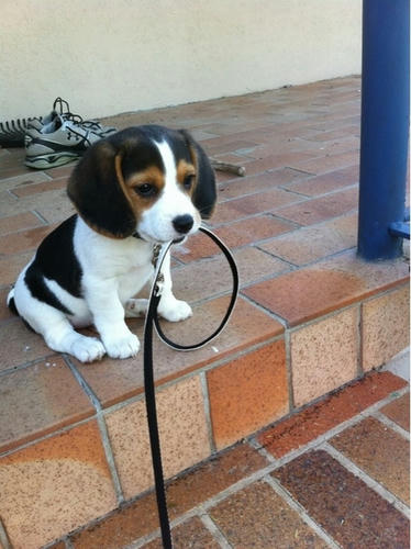 リードを自分でくわえる犬 移転しました 時代をちょっとだけ斬る