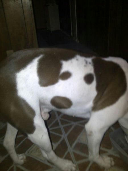 a-dogface-on-a-body-of-a-dog.jpg