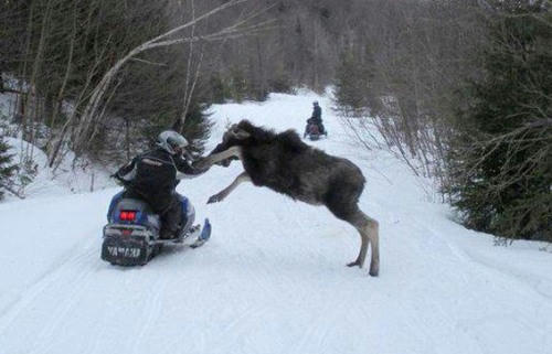 dangerous-deers-1.jpg