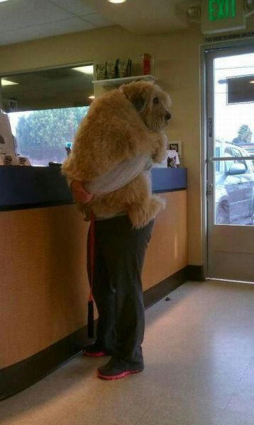 the-xxl-dog.jpg