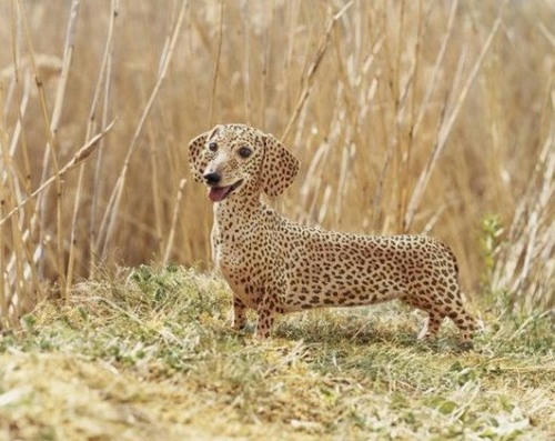 a-leopard-print-dachshund.jpg