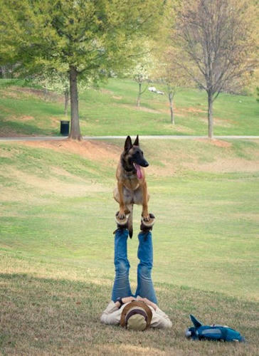 german-shepherd-zatsugidan.jpg