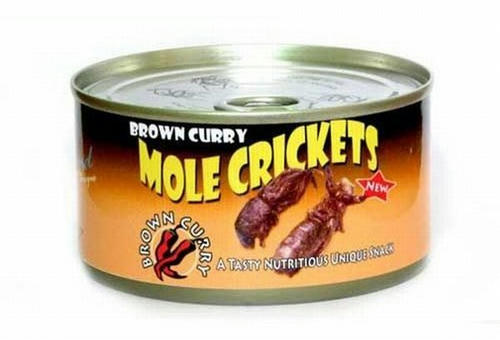 mole-crickets.jpg