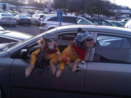 human-dogs.jpg