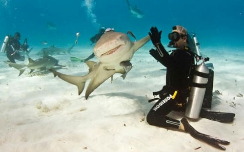 shark-high-five.jpg